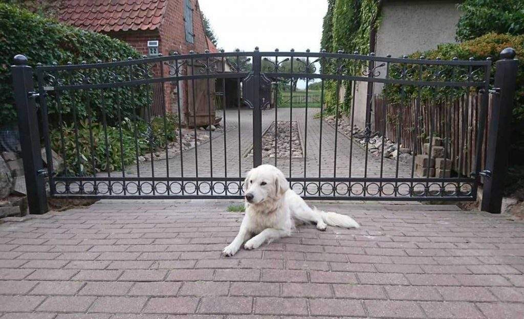 Ist ein Hund der Grund einen Zaun zu bestellen? Tor Kunstschmiede Bremen